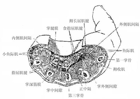 手掌肌鞘和间隙