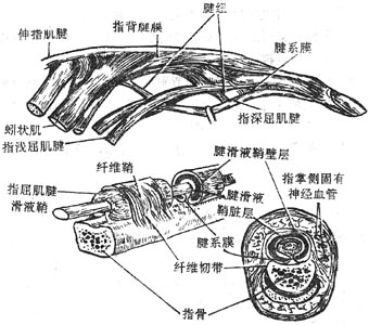 指屈肌腱及腱鞘