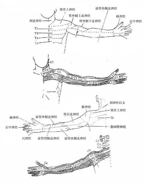 上肢皮神经分布区及皮肤的节段性神经分布