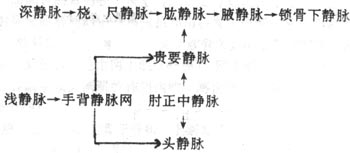 上肢的静脉