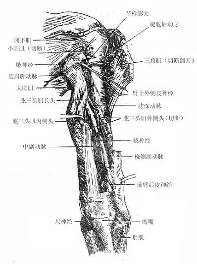 臂后部深层结构