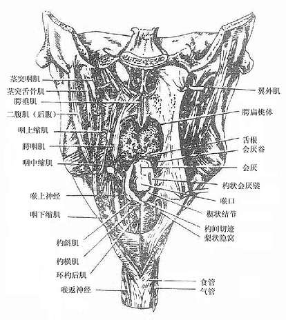 咽的后面观