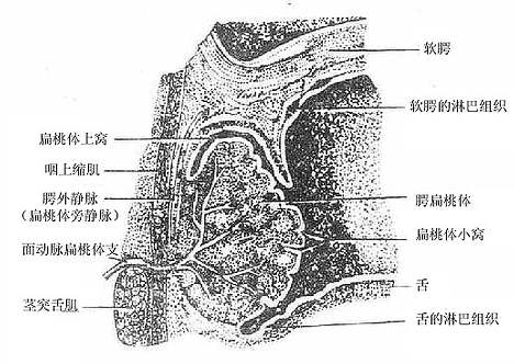 腭扁桃体冠状面