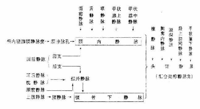 颈部静脉