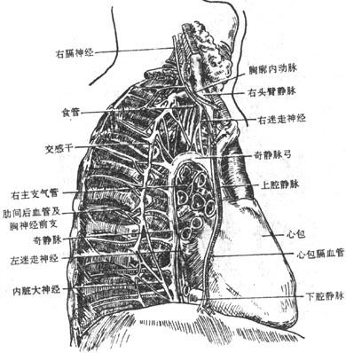 肺内侧面观（示肺门结构）