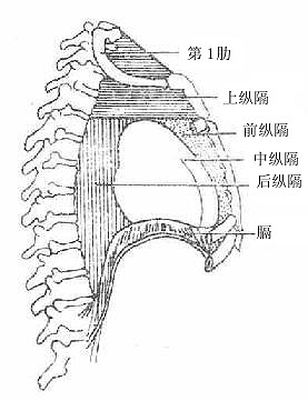 纵隔的分部