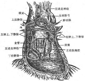 心包及心包窦