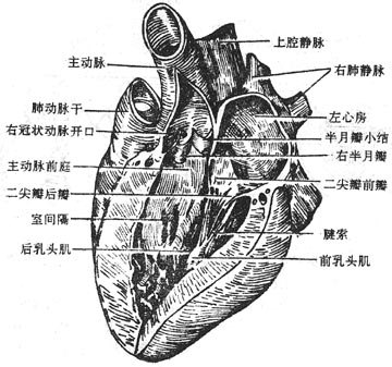 左心房和左心室