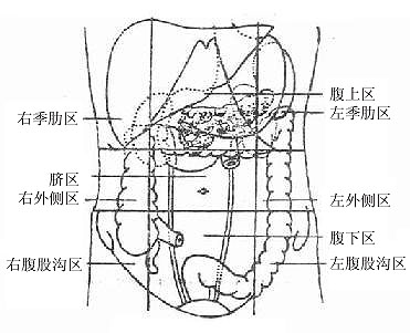 腹部的分区