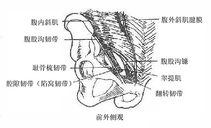 腹股沟区的韧带
