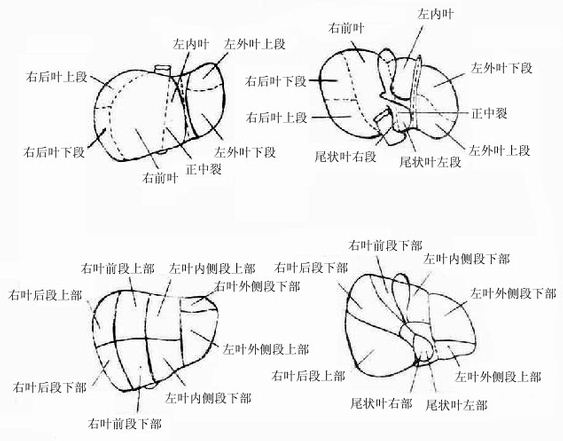 肝叶、肝段横式图