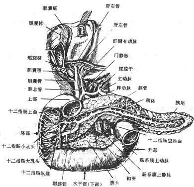 胆道、十二指肠和胰