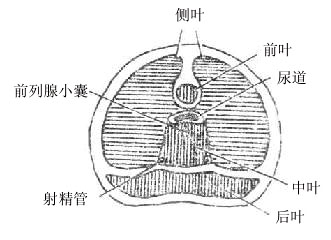 前列腺的分叶