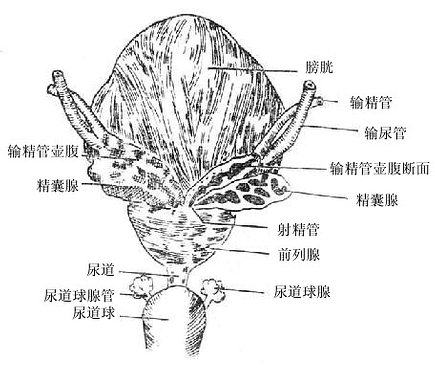 前列腺、精襄腺及输精管终末段