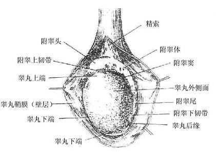 左侧睾丸及附睾