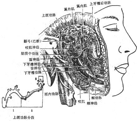 面侧深区的血管及神经