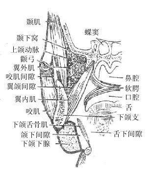 面部的间隙（右侧、冠状切面）