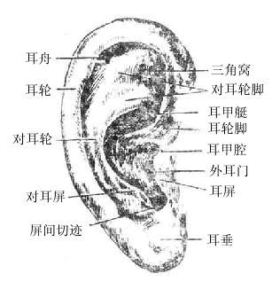 耳廓