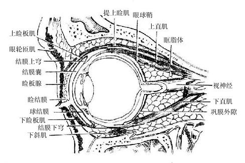 眼眶（矢状断面）