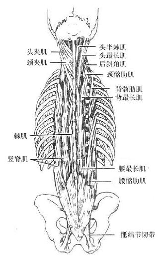 背深层肌