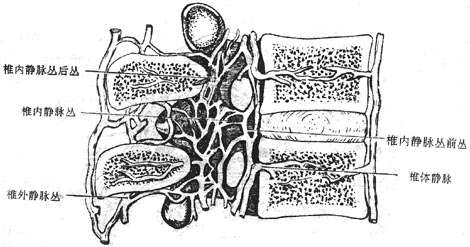 椎骨矢切示椎静脉丛