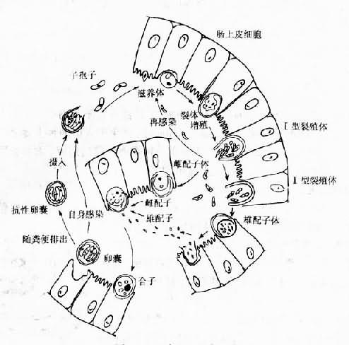 陷孢子虫生活史