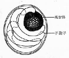 陷孢子虫卵巢