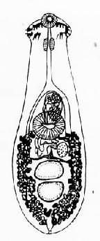 日本棘隙吸虫成虫