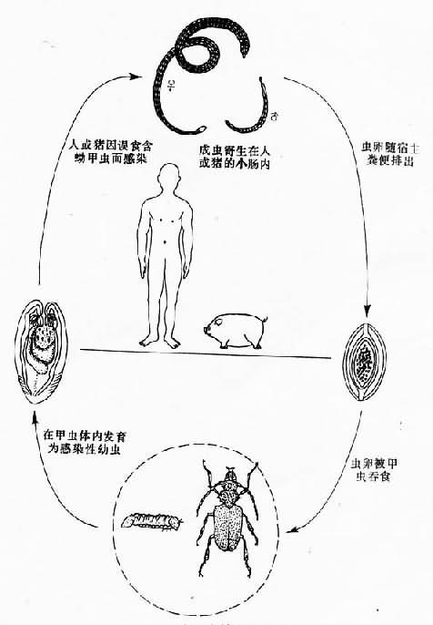 猪巨吻棘头虫生活史