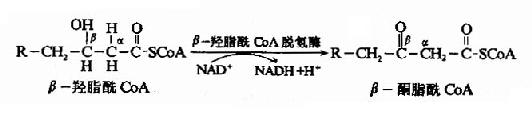 (一)脂肪酸的β-氧化过程