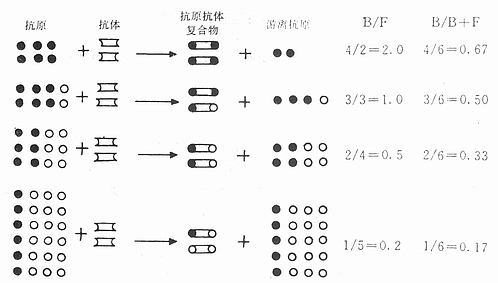放射免疫分析原理示意图 