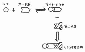  双抗体法分离原理模式图