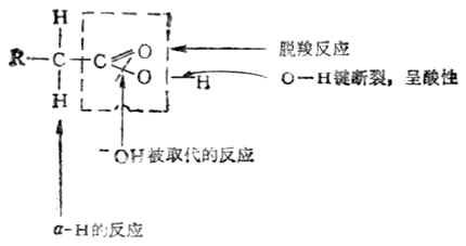 三、羧酸的化学性质