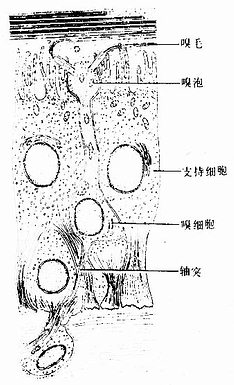 嗅粘膜上皮细胞超微结构模式图 