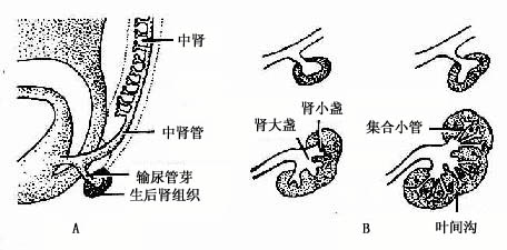 后肾的发生 