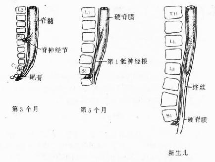 脊髓发育与脊柱的关系 