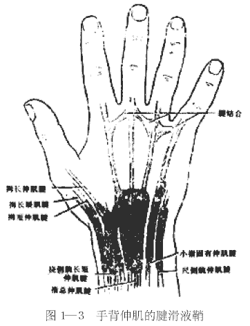 手背伸肌的腱滑液鞘