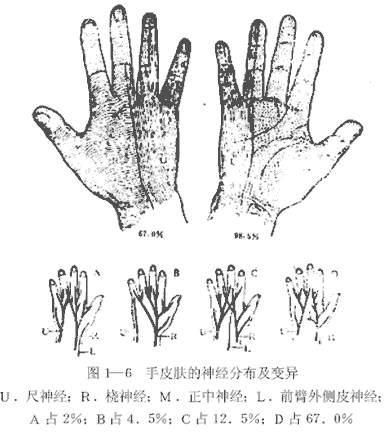 手皮肤的神经分布及变异