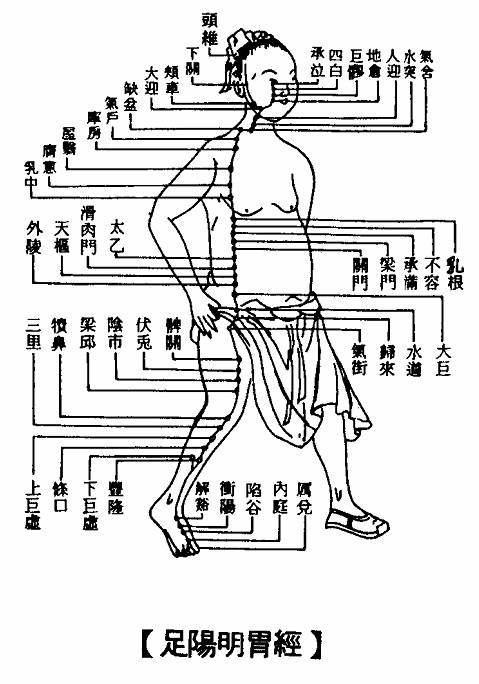 足阳明胃经