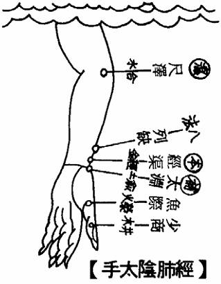 手太阴肺经